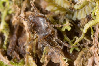 Media type: image; Invertebrate Zoology 138093